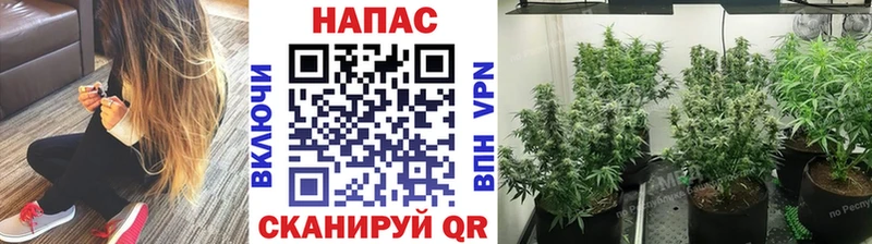 Бошки Шишки марихуана  Буй 